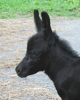 Critter Haven Farm Miniature Donkeys